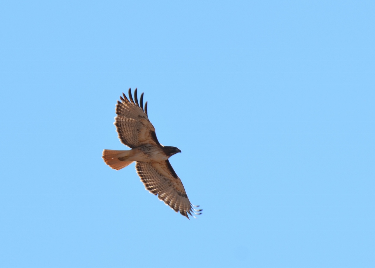Red-tailed hawk in the Sonoran desert